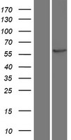 ls000816 camk2b human over expression lysates nm 172078 wb testing 2