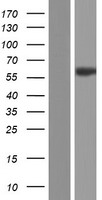 ls000816 camk2b human over expression lysates nm 172080 wb testing 3