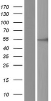 ls000816 camk2b human over expression lysates nm 172084 wb testing 8