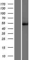 CAMK2D Human Over-expression Lysates NM_172115