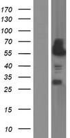 ls000817 camk2d human over expression lysates nm 172129 wb testing 4