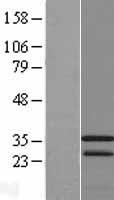 CAMLG Human Over-expression Lysates NM_001745