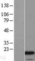 ls000820 cathelicidin camp human over expression lysates nm 004345 wb testing 1