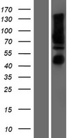 Calnexin (CANX) Human Over-expression Lysates NM_001746