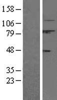 Calpain 1 (CAPN1) Human Over-expression Lysates NM_005186