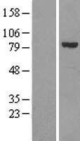 Calpain 6 (CAPN6) Human Over-expression Lysates NM_014289