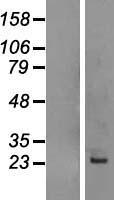 ls000828 caps human over expression lysates nm 004058 wb testing 1