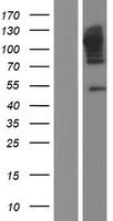 ls000831 calpastatin cast human over expression lysates nm 173060 wb testing 2