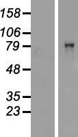 ls000833 cars1 human over expression lysates nm 139273 wb testing 1
