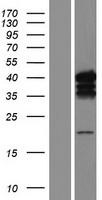 ls000840 caspase 7 casp7 human over expression lysates nm 033338 wb testing 5