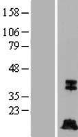 ls000840 caspase 7 casp7 human over expression lysates nm 033340 wb testing 3