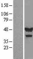 CASQ1 Human Over-expression Lysates NM_001231