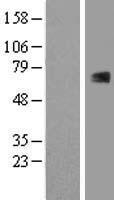 ls000862 runx1t1 human over expression lysates nm 175636 wb testing 4