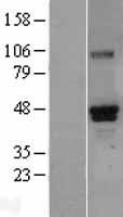 RUNX3 Human Over-expression Lysates NM_001031680
