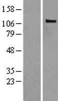 CBLB Human Over-expression Lysates NM_170662