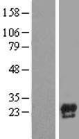 Precerebellin (CBLN1) Human Over-expression Lysates NM_004352