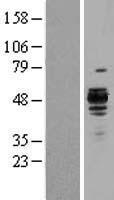 ls000871 hsp47 serpinh1 human over expression lysates nm 001235 wb testing 1