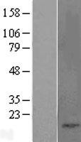 ls000885 cholecystokinin cck human over expression lysates nm 000729 wb testing 1