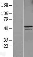 Cyclin A2 (CCNA2) Human Over-expression Lysates NM_001237