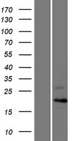 Cyclin C (CCNC) Human Over-expression Lysates NM_001013399