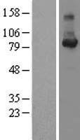 Cyclin F (CCNF) Human Over-expression Lysates NM_001761