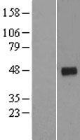 ls000901 cyclin g2 ccng2 human over expression lysates nm 004354 wb testing 1
