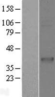 ls000911 cd1c human over expression lysates nm 001765 wb testing 1
