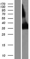 ls000913 cd1e human over expression lysates nm 001042584 wb testing 2