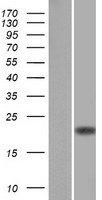 CD3D Human Over-expression Lysates NM_000732