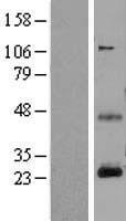 CD3E Human Over-expression Lysates NM_000733