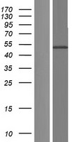 ls000920 cd4 human over expression lysates nm 001195014 wb testing 1