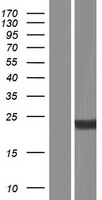 CD8B Human Over-expression Lysates NM_001178100