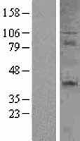 CD27 Human Over-expression Lysates NM_001242