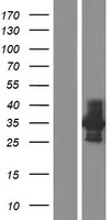 CD33 Human Over-expression Lysates NM_001082618