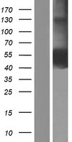 CD33 Human Over-expression Lysates NM_001177608