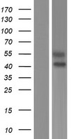 SIGLEC6 Human Over-expression Lysates NM_001177547