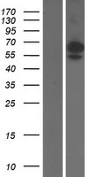 ls000946 siglec6 human over expression lysates nm 001245 wb testing 2