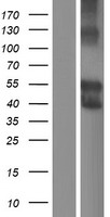 ls000946 siglec6 human over expression lysates nm 198846 wb testing 6