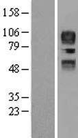 CD34 Human Over-expression Lysates NM_001773