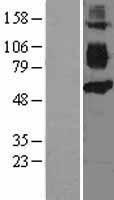 ls000948 cd36 human over expression lysates nm 001001547 wb testing 2