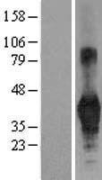 ls000958 cd40 human over expression lysates nm 001250 wb testing 1