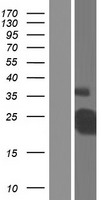 ls000958 cd40 human over expression lysates nm 152854 wb testing 2