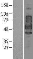 CD44 Human Over-expression Lysates NM_001001391