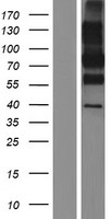ls000968 cd68 human over expression lysates nm 001040059 wb testing 2