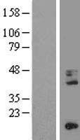 ls000968 cd68 human over expression lysates nm 001251 wb testing 1
