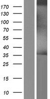 ls000972 dhlag cd74 human over expression lysates nm 004355 wb testing 3