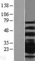ls000974 cd79b human over expression lysates nm 001039933 wb testing 2