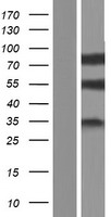 ls000976 cd97 adgre5 human over expression lysates nm 078481 wb testing 2