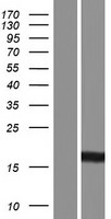 ls000978 cda human over expression lysates nm 001785 wb testing 1