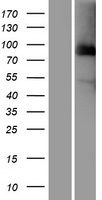 ls000996 cdc27 human over expression lysates nm 001114091 wb testing 1